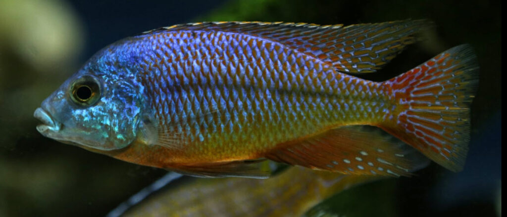 Aquariumvissen Protomelas taeniolatius Red Empress