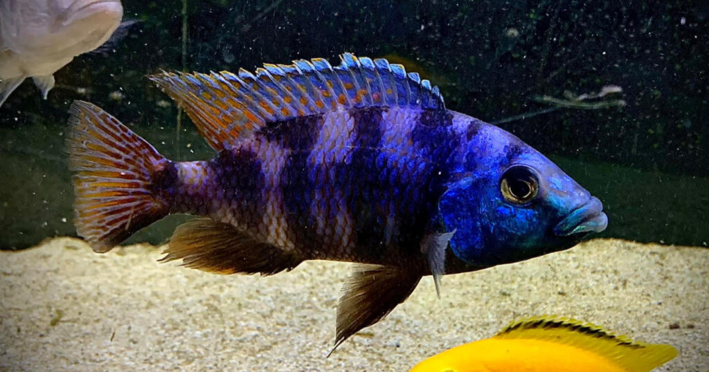 picture of an aquarium fish Placidochromis milomo, VC10