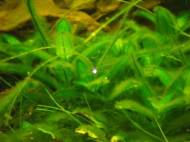 oedogonium algae
