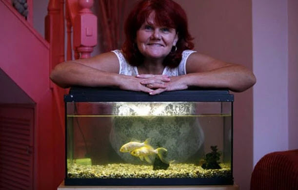 Old goldfish