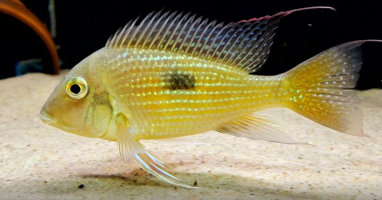 Geophagus camopiensis, Rio Aporema