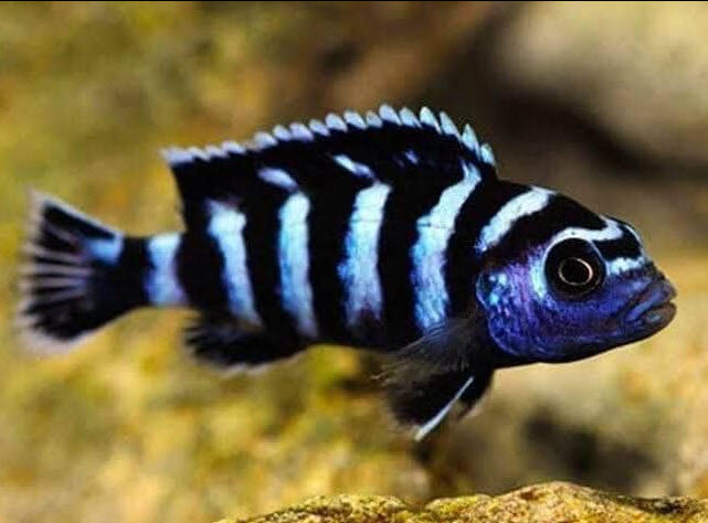 image of an aquarium fish Pseudotropheus demasonii, Jalo Reef