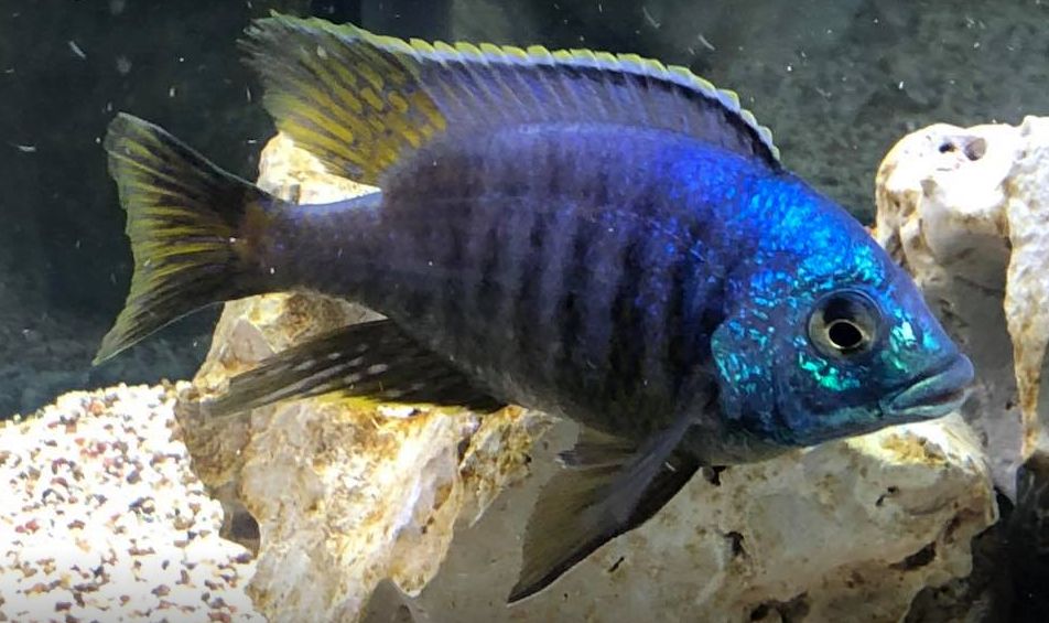 picture of an aquarium fish Placidochromis sp Jalo