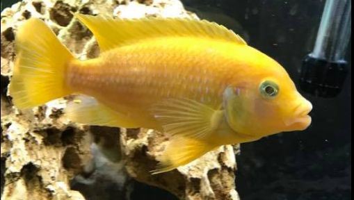 Picture of an aquarium fish Maylandia estherae Yellow Zebra