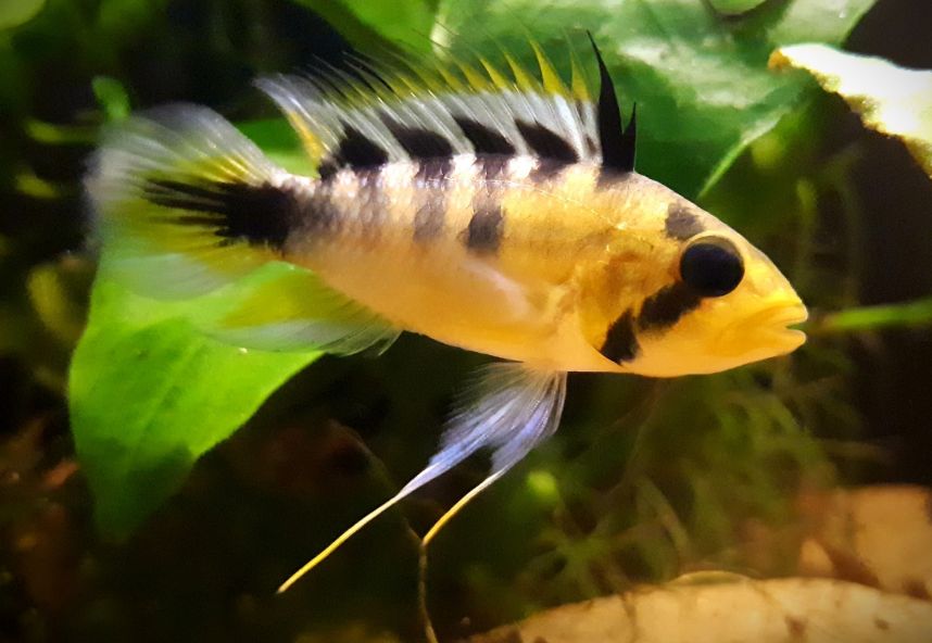 picture of an aquarium fish Apistogramma rositae