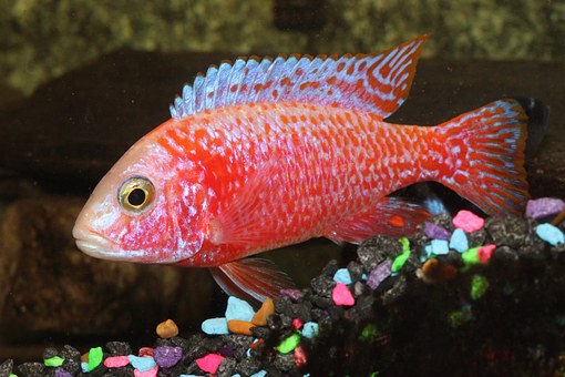 picture of an aquarium Flame peacock