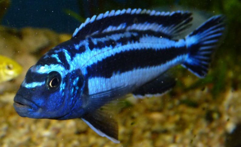 picture of an aquarium fish Melanochromis cyaneorhabdos (Maingano)