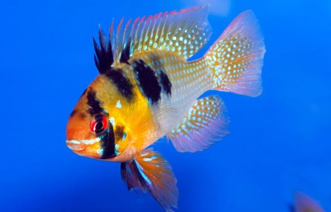 Mikrogeophagus ramirezi, ram