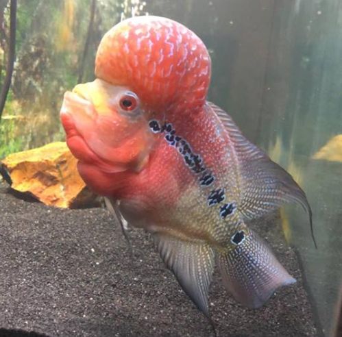 Flowerhorn Red Lion