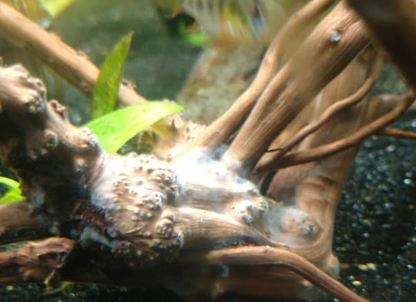 Water Mold or Biofilm on Wood