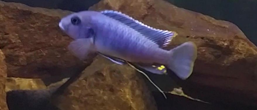 white poop in a fish