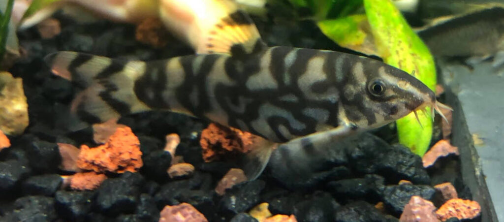 foto van aquariumvissen jojo voorn