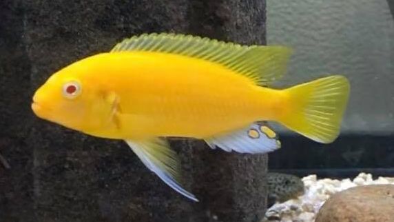 foto van een aquariumvis Labidochromis caerulus Yellow Albino