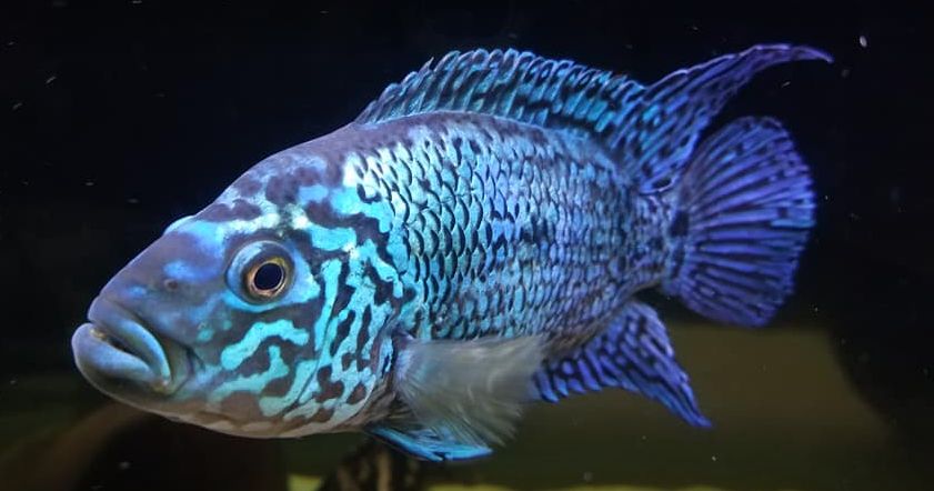 Rocio octofasciata, Jack Dempsey elektrisch blauw