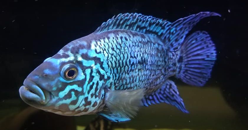 Rocio octofasciata, Jack Dempsey electric blue