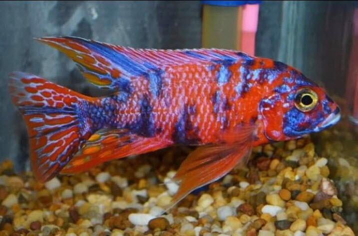 picture of an aquarium fish OB Peacock