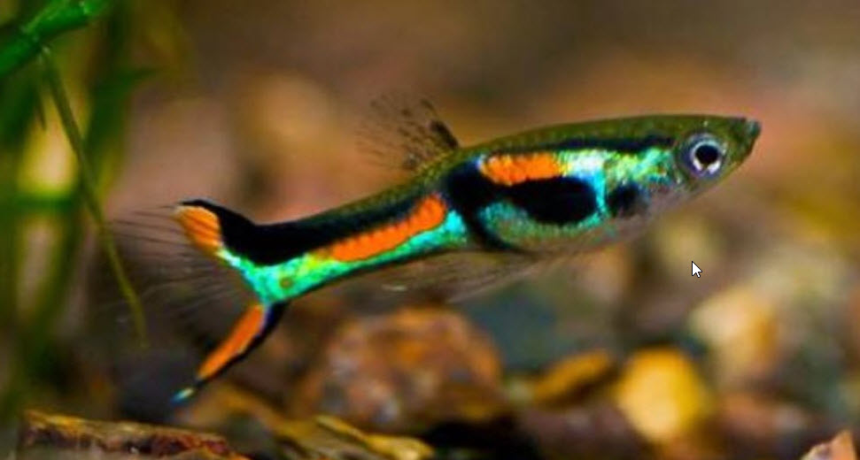 Image of an aquarium fish Endler Guppy