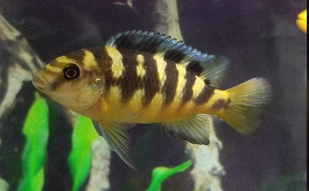 image of an aquarium fish Pseudotropheus crabro, Bumblebee Mbuna