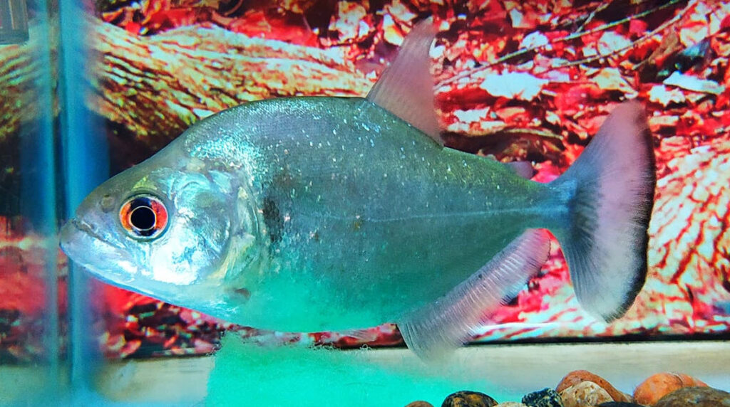 Image of an aquarium fish Serrasalmus rhombeus redeye piranha