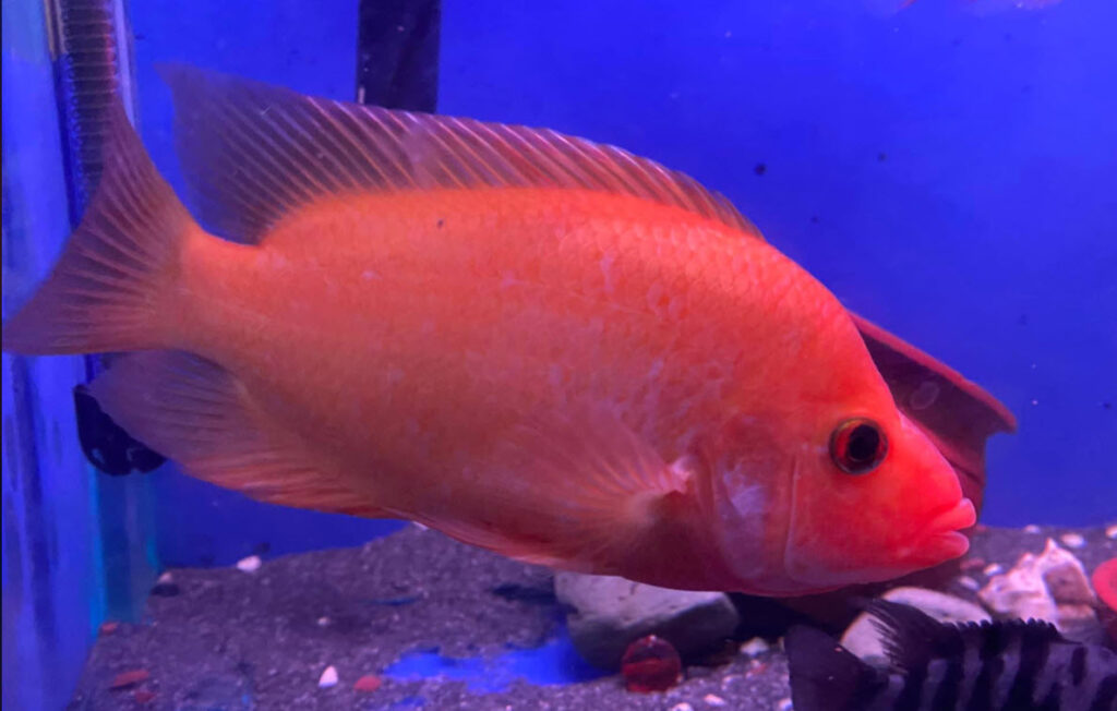 Amphilophus hybrid, midevil, Midas, Red Devil