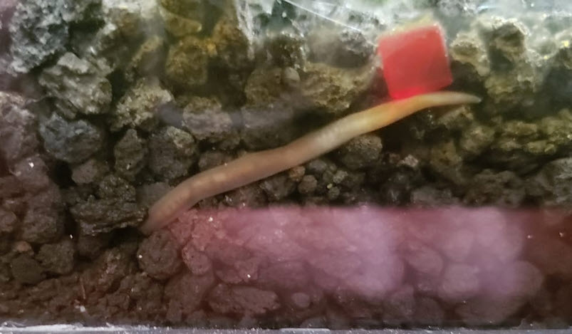 Snail leech