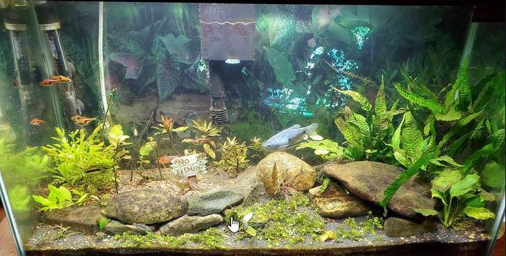 Natural decorated aquarium