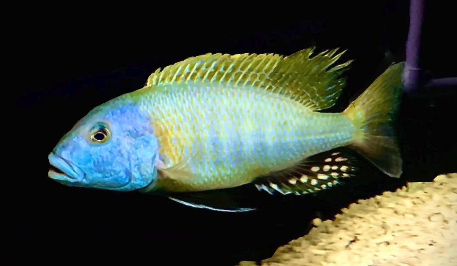 Image of an aquarium fish Buccochromis rhoadesii