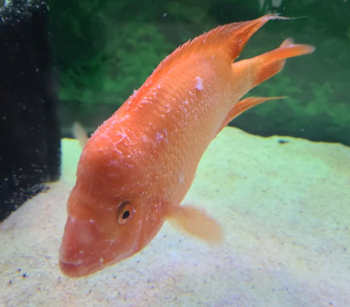 Slime Coat Syndrome and Epistylis