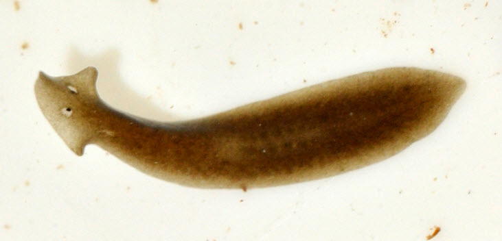 planaria dugesia