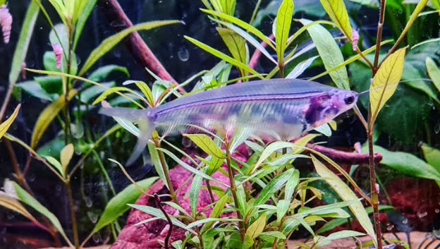 Glass catfish