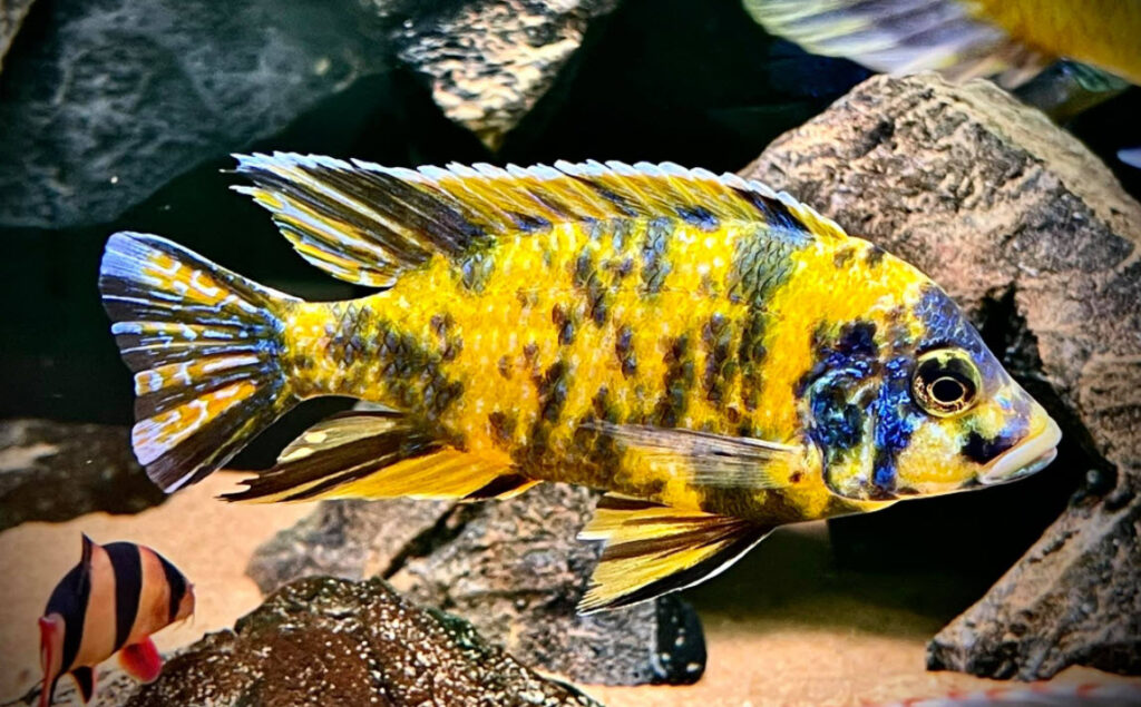 Yellow OB Peacock