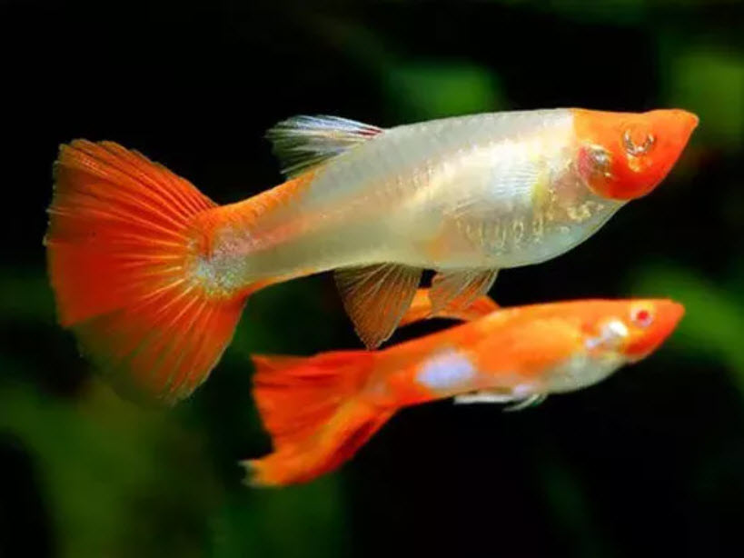 Albino Koi Guppy