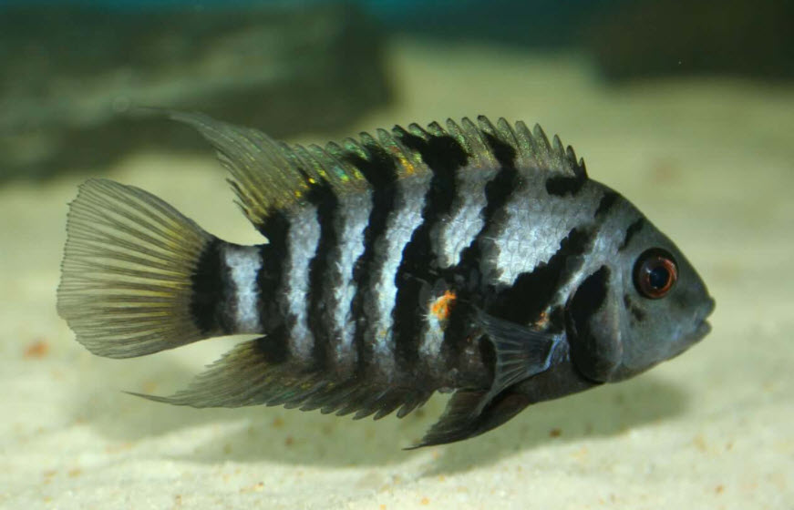 Amatitlania nigrofasciata – Zebra Cichlide