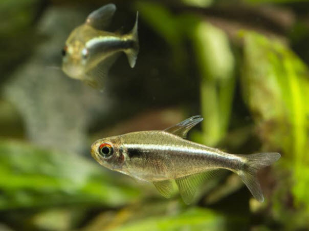 Black Neon Tetra