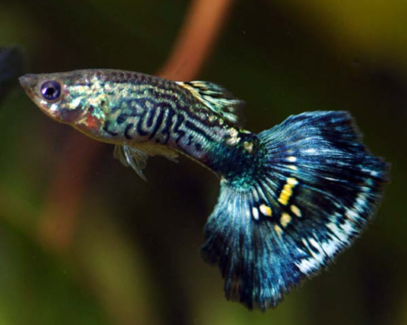 Blue Cobra Guppy