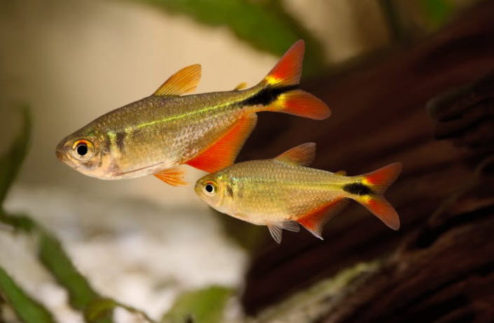 Hyphessobrycon anisitsi - Buenos Aires Tetra