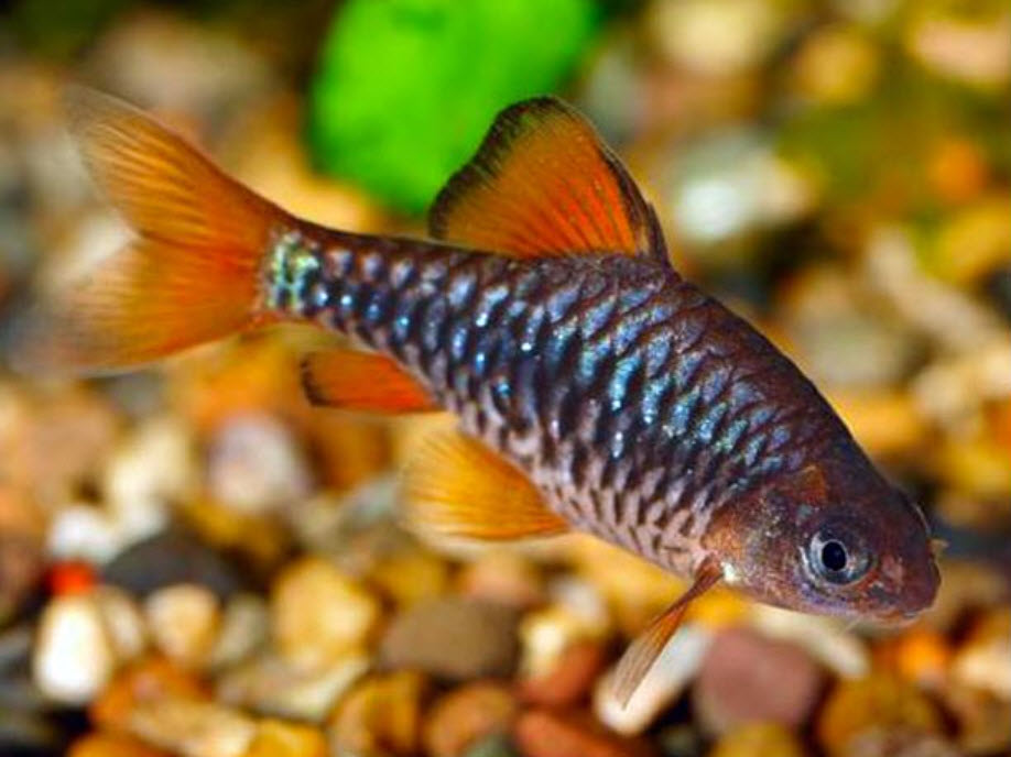 Checkered Barb