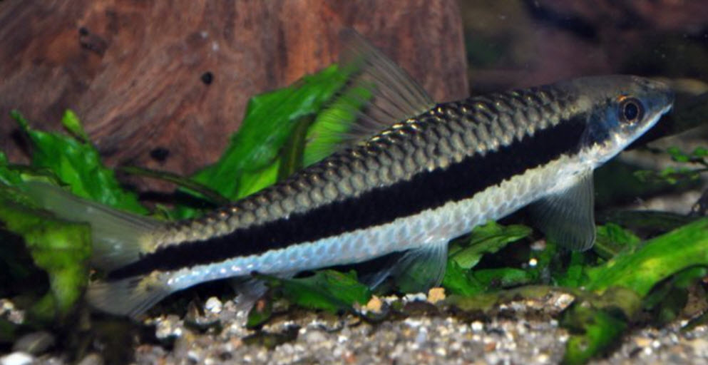 Crossocheilus siamensis Siamese Algae Eater