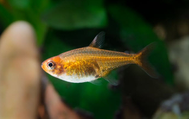 Hyphessobrycon amandae – Vuurtetra