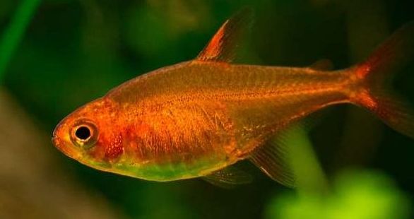 Ember Tetra
