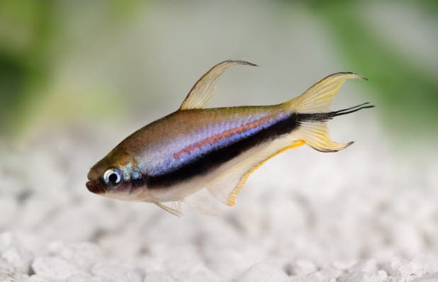 Emperor Tetra