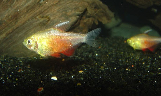 Flame Tetra