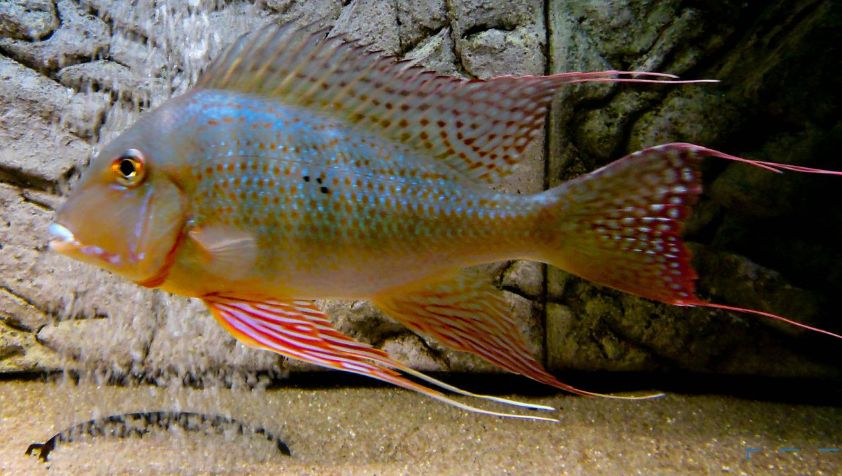 Geophagus altifrons