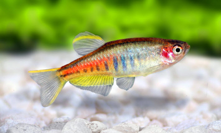 Glowlight Danio