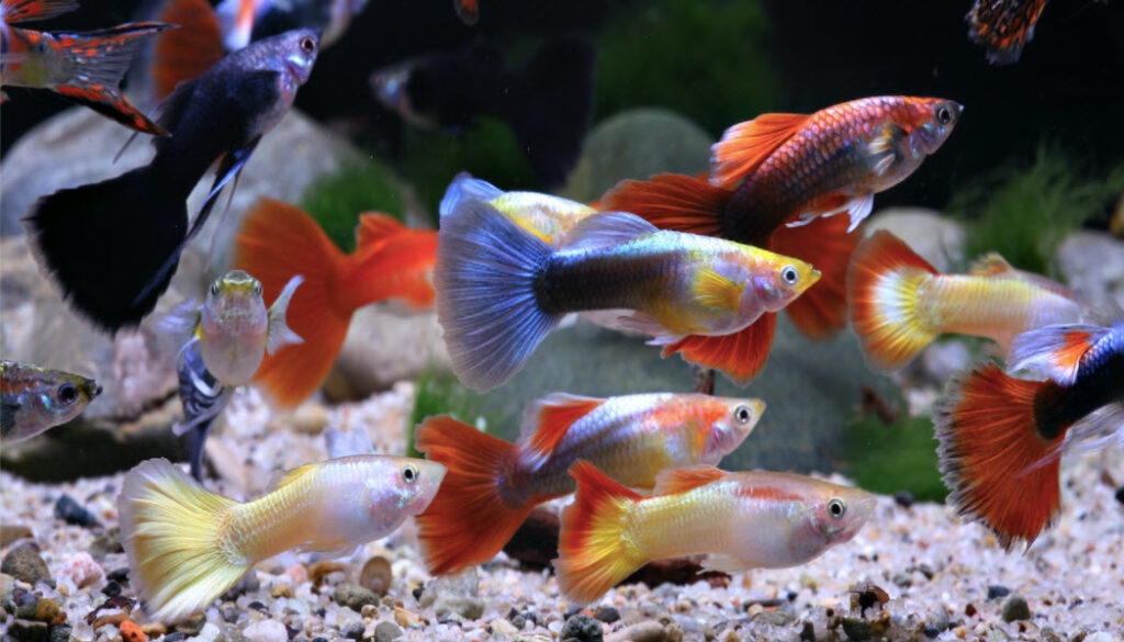 Guppies
