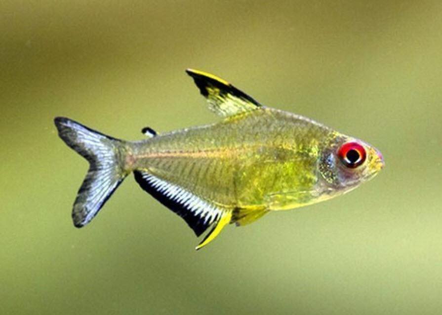 Lemon Tetra