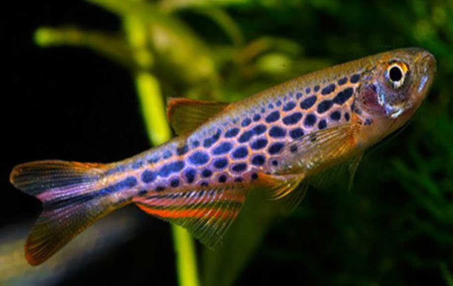 Leopard Danio