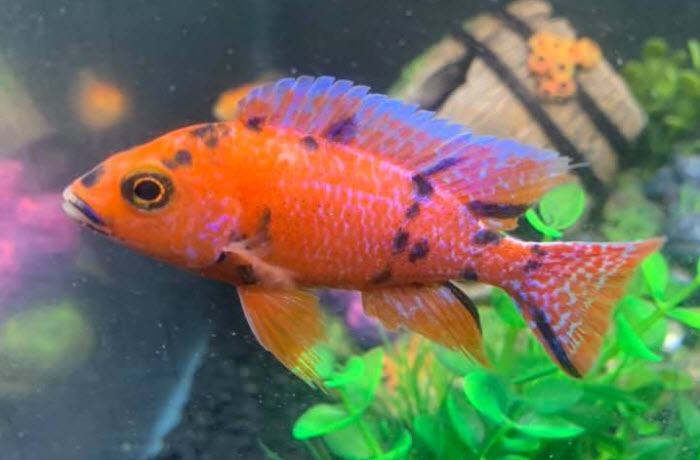 OB Peacock