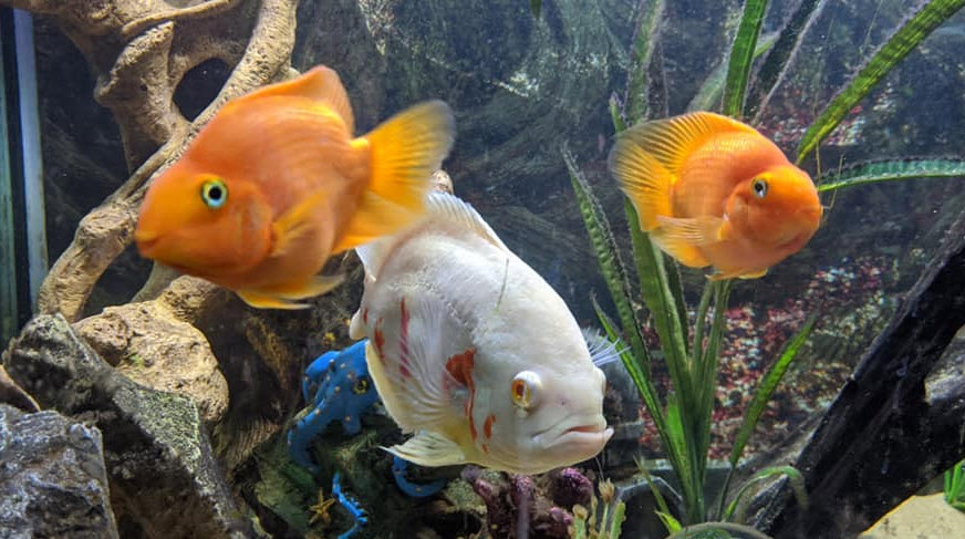 An Oscar with Parrotfish