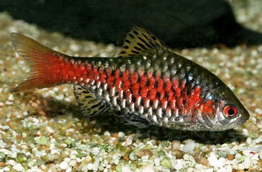 Pethia Padamya Odessa Barb